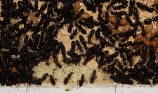 Camponotus ligniperda 21.04.2019_4