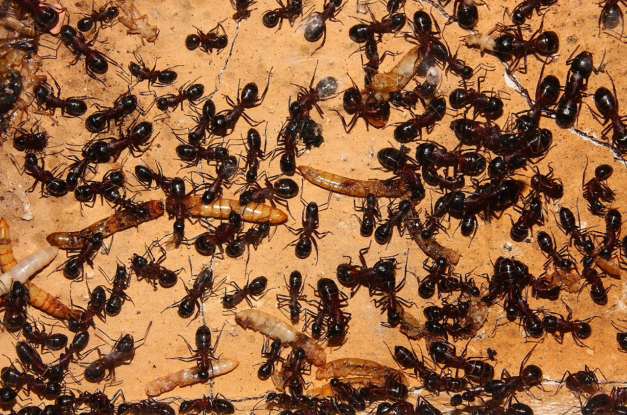 Camponotus ligniperda 21.04.2019_6