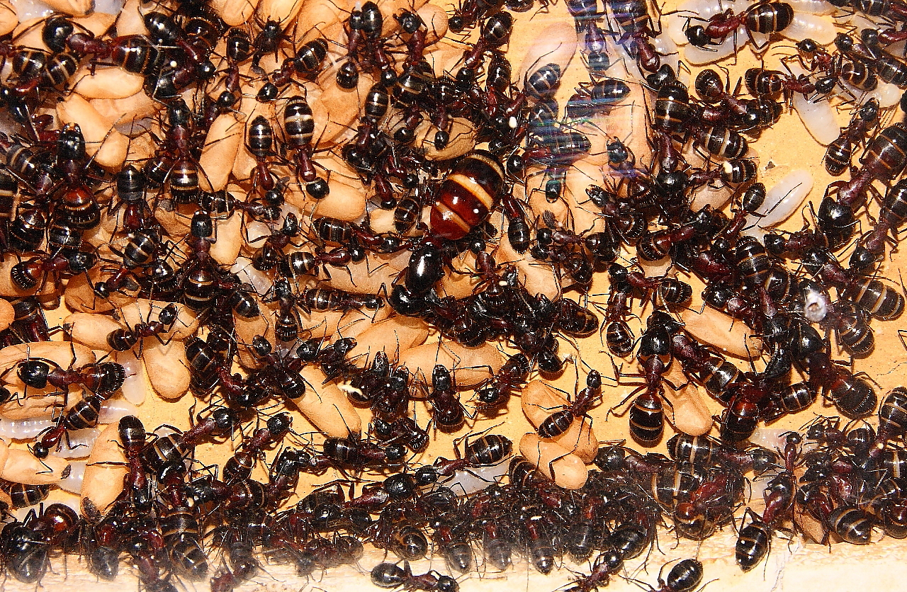 Camponotus ligniperda 21.04.2019_7