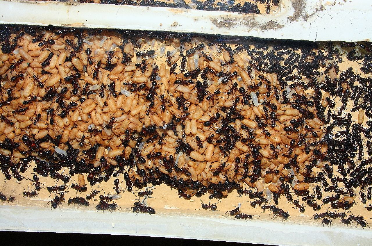 Camponotus ligniperda 25.04.2019_1