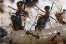 Pheidole sinica