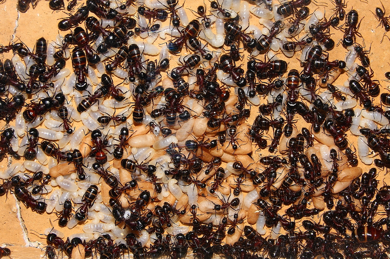 Camponotus ligniperda 25.04.2019_3