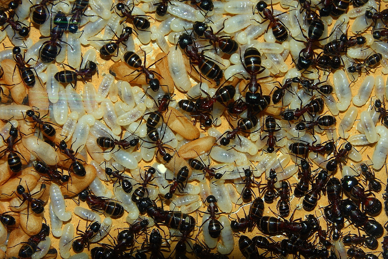 Camponotus ligniperda 25.04.2019_4