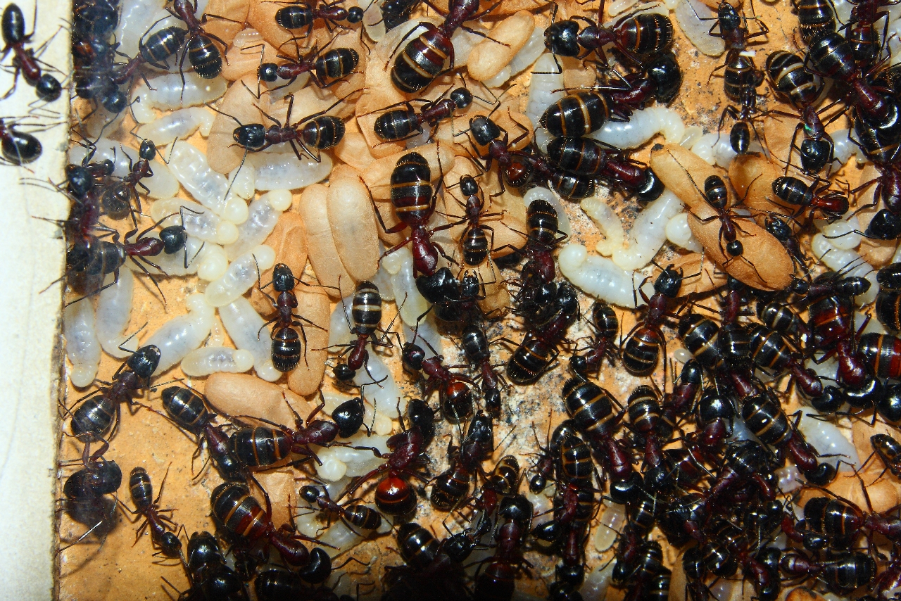 Camponotus ligniperda 25.04.2019_5