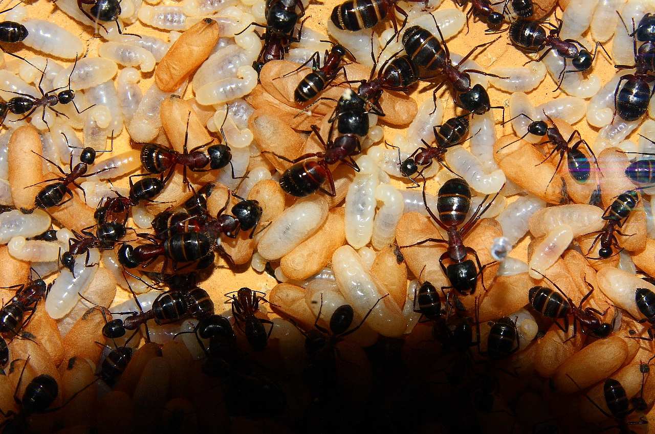 Camponotus ligniperda 25.04.2019_6