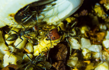 Camponotus singularis futtern Mehlkäferpuppe_