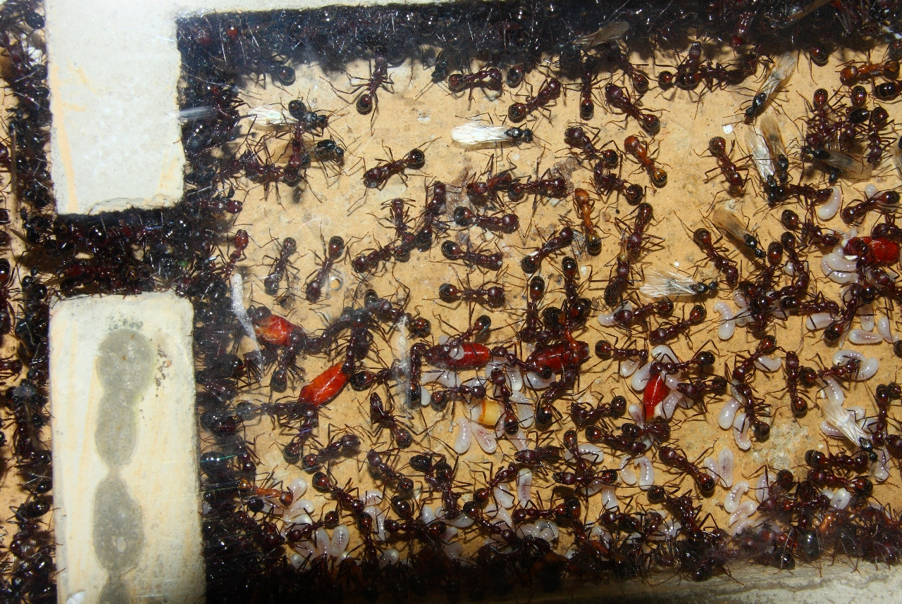 Aphaenogaster texana 07.07.2019_7