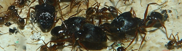 Pheidole sinica