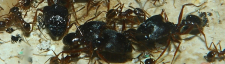 Pheidole sinica