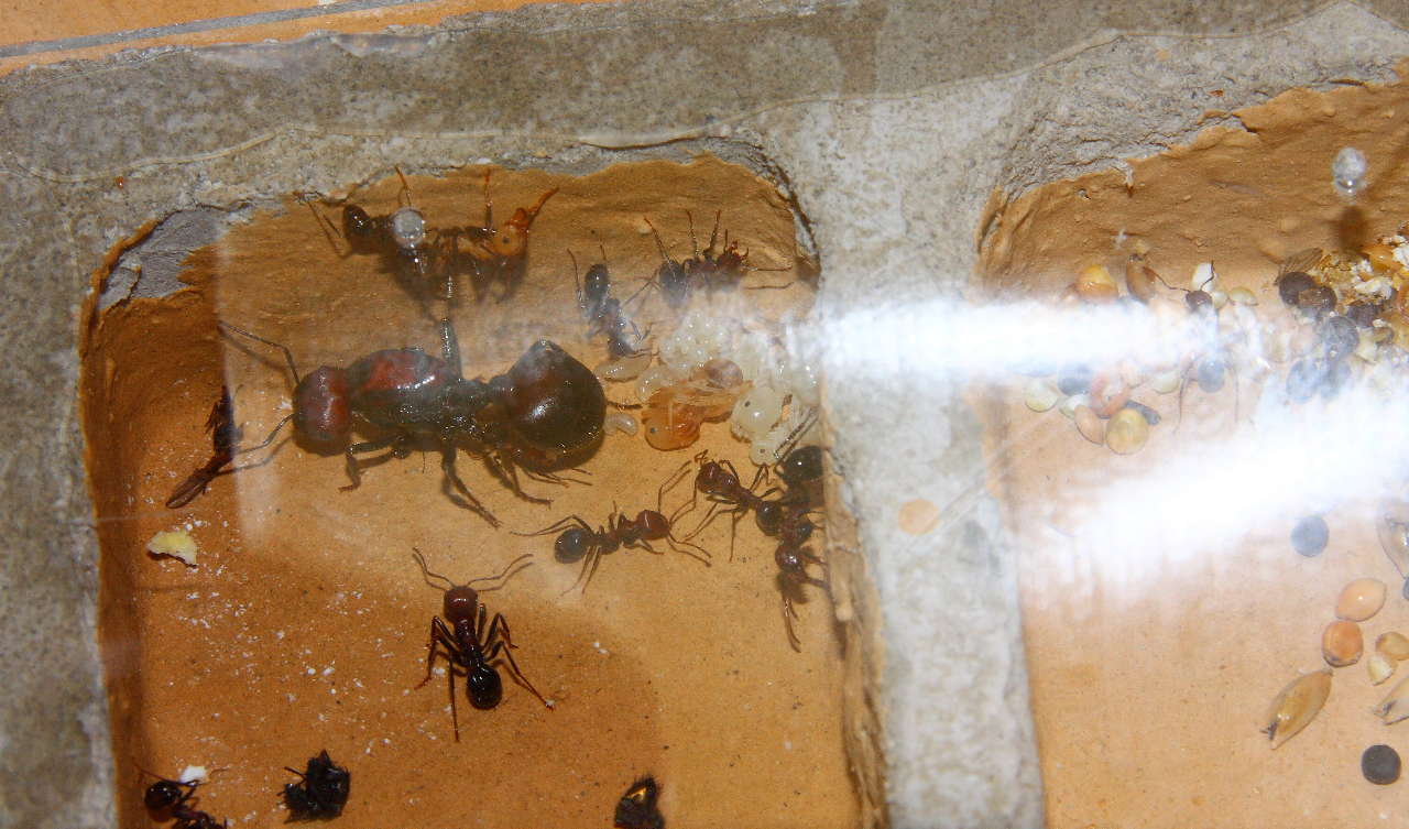 Messor cephalotes 1