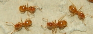 Lasius flavus