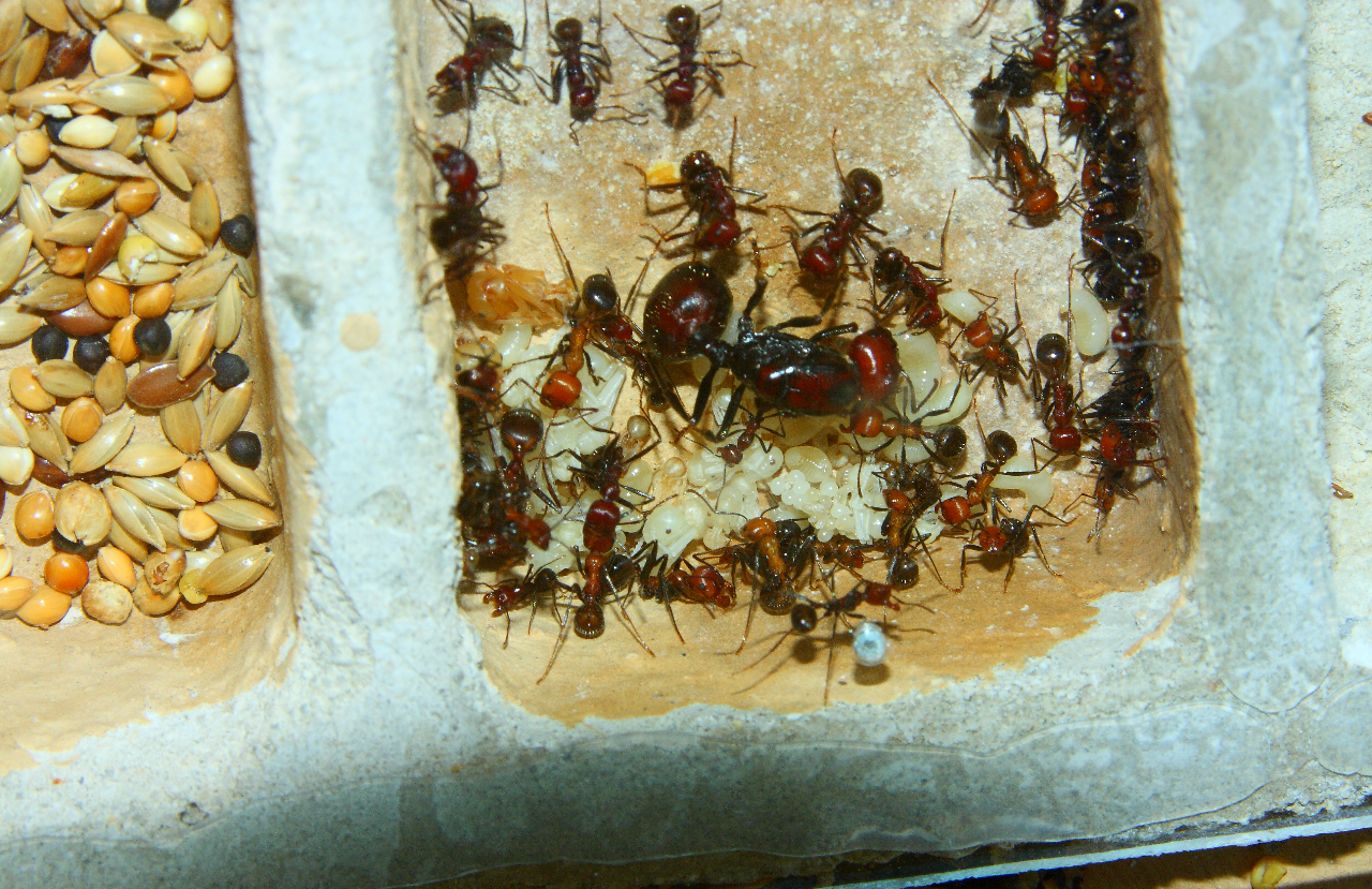 Messor cephalotes 05.06.2020_3