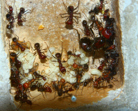 Messor cephalotes 05.06.2020_4