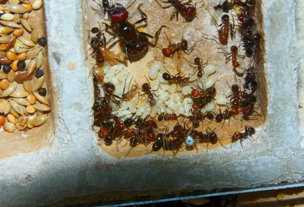 Messor cephalotes 05.06.2020_5