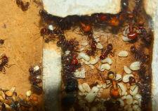 Messor cephalotes 23.08.2020_2