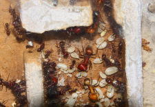 Messor cephalotes 23.08.2020_5