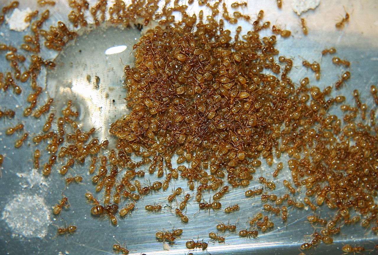 Lasius flavus trinken