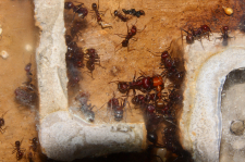 Messor cephalotes 23.08.2020_6
