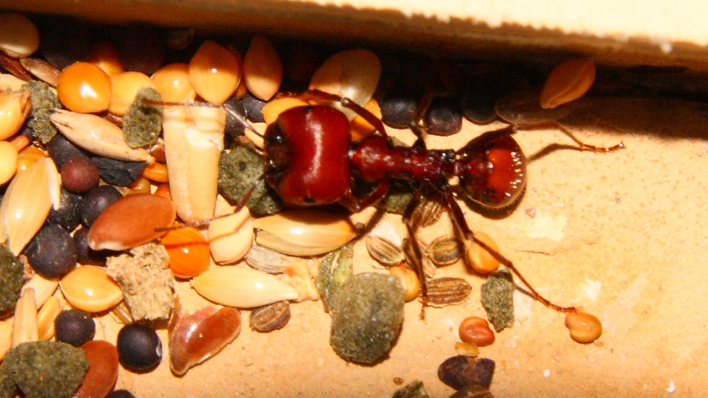 Messor cephalotes Major