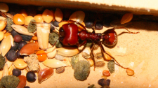 Messor cephalotes Major