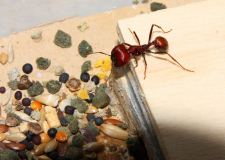 Messor cephalotes Majorarbeiterin