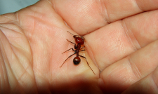 Messor cephalotes Majorarbeiterin_2