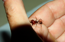 Messor cephalotes Majorarbeiterin_3