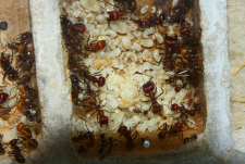Messor cephalotes 27.09.2020_2