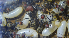 Camponotus singularis Königinnen Larven _1