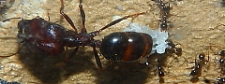 Carebara diversa