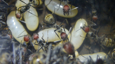 Camponotus singularis Königinnen Larven _3