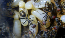 Camponotus singularis Königinnen Larven _4