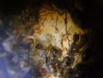 Camponotus singularis Eierhaufen