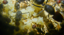 Camponotus singularis Eierpulks_1
