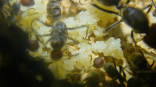 Camponotus singularis Eierpulks_3