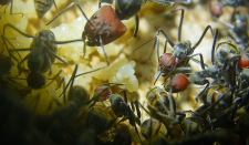 Camponotus singularis Eierpulks_4