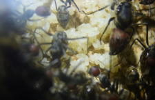 Camponotus singularis Eierpulks_5