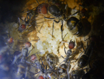 Camponotus singularis Königin mit Eierpulks_1