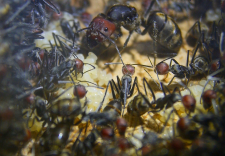 Camponotus singularis Königin mit Eierpulks_2