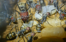 Camponotus singularis Königin mit Brut