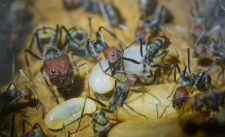 Camponotus singularis Königin mit Larven_1