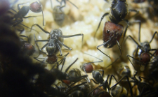 Camponotus singularis Königin_1