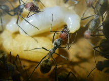 Camponotus singularis Larve