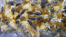 Camponotus Männchen auf Puppen-1