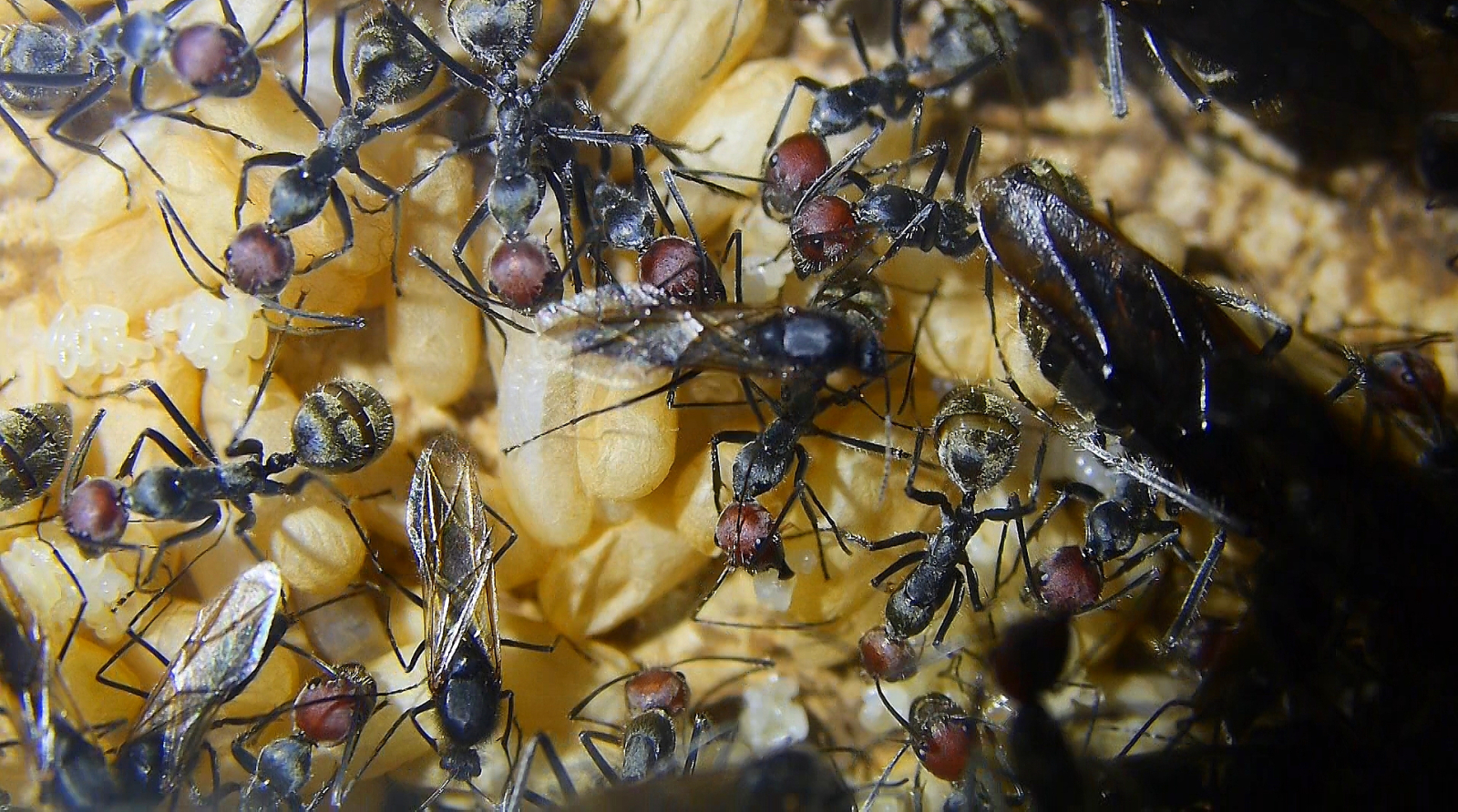 Camponotus Männchen auf Puppen-2