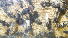 Camponotus singularis Männchen und Altkönigin
