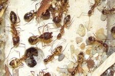 Camponotus substitutus