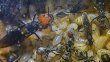 Camponotus singularis Männchen und Jungkönigin