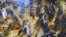 Camponotus singularis Männchen