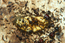 Carebara diversa _2